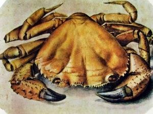 Granchio di mare, cm. 26,3 x 35,5, Museum Boymans – van Beuningen.